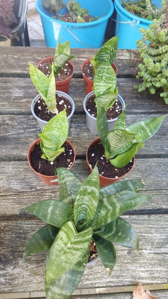 Sanseveria's verschillende soorte, Ophalen, Vetplant, Minder dan 100 cm, Volle zon