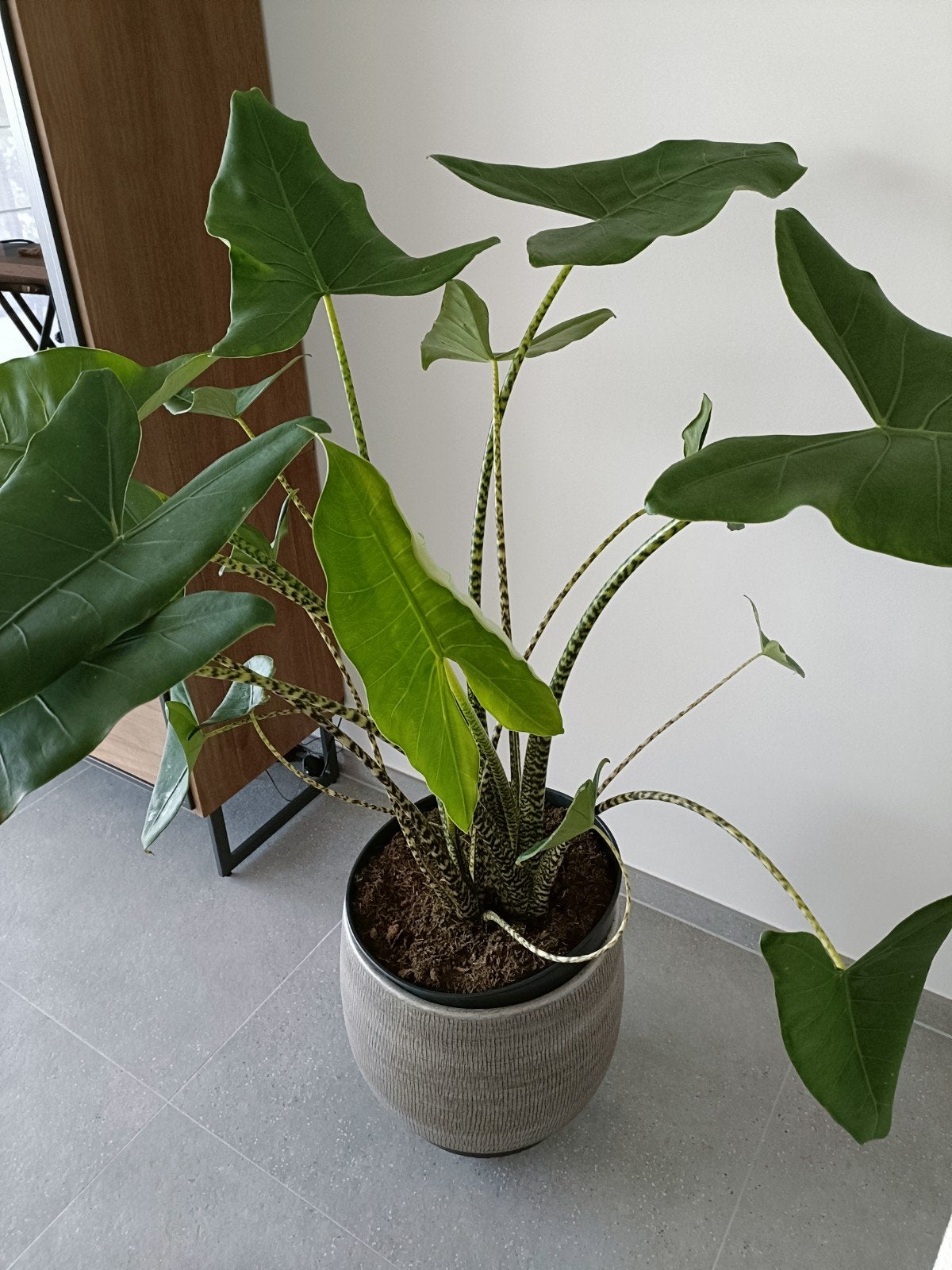 Alocasia Zebrina XL 135 cm – grote tropische kamerplant, Huis en Inrichting, Kamerplanten, Ophalen of Verzenden