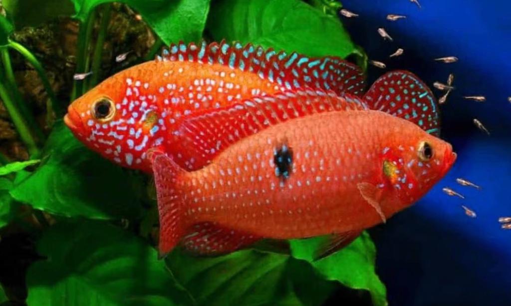 Hemichromis Lifalili Bloedrode Juweel Cichlide jongen, Dieren en Toebehoren, Vis, Zoetwatervis