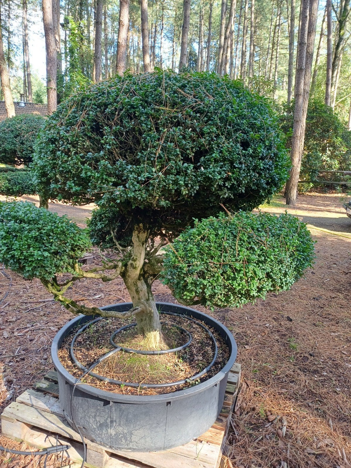 buxus bonsai oud, Tuin en Terras, Ophalen