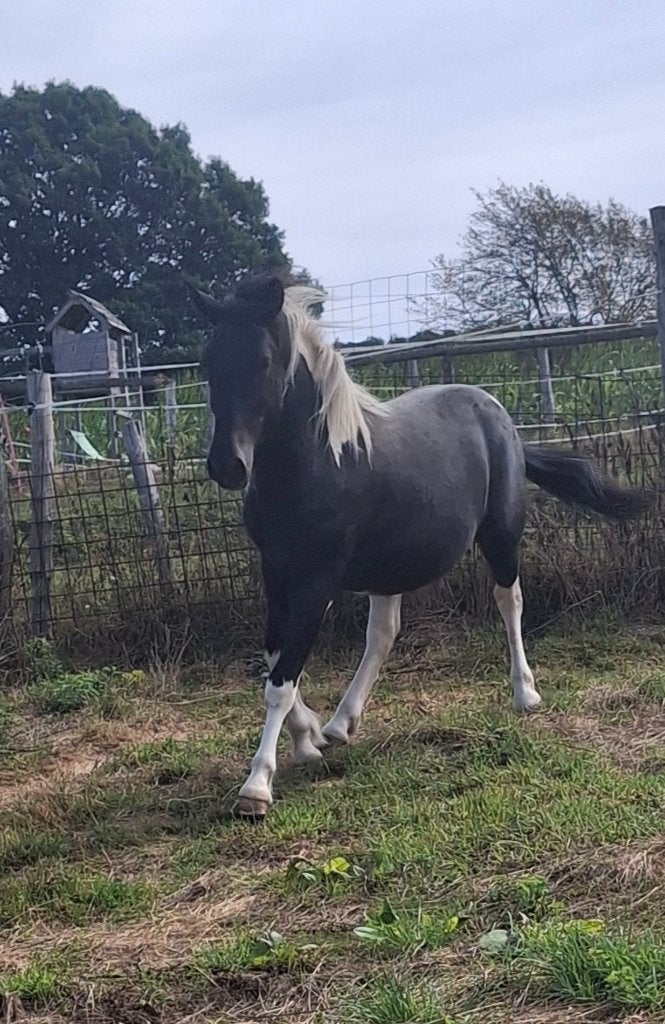Poulain pie qui devien appaloosa, Étalon, Non dressé, Vermifugé, 0 à 2 ans