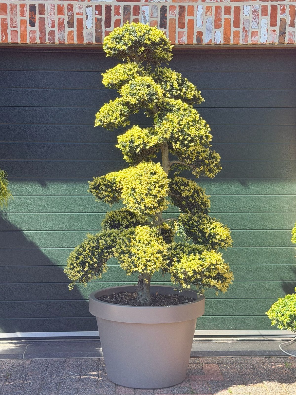 Japanse bonsai esdoorn azalea japonica, Ophalen, In pot