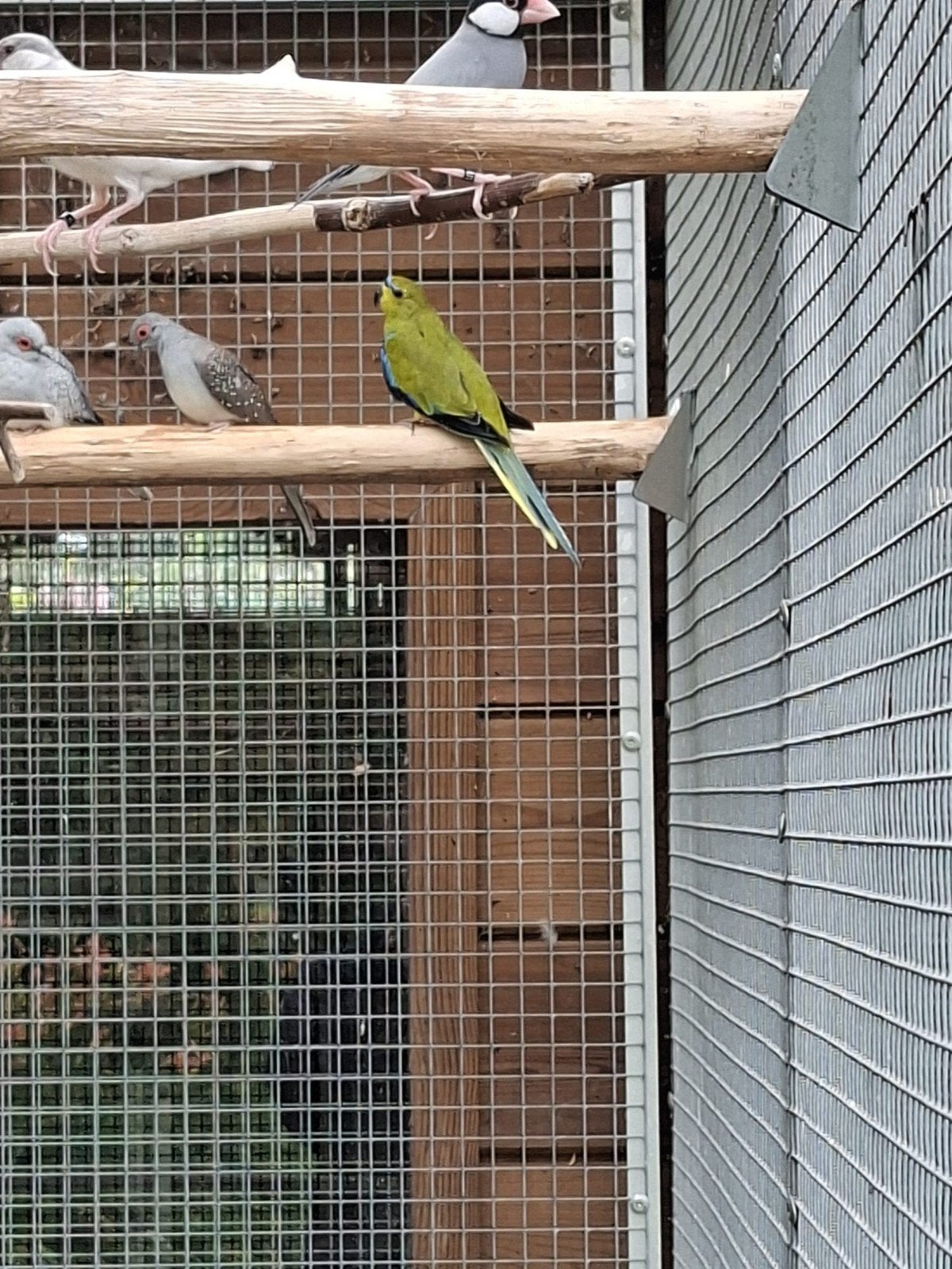 Elegant parkieten / RUIL MOGELIJK, Plusieurs animaux, Perruche, Bagué