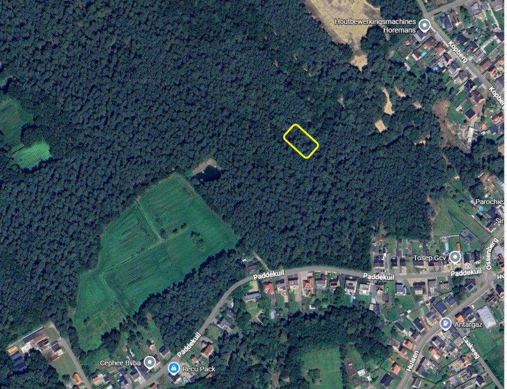 Bosgrond te BALEN / Hulsen - verlaagde prijs, Balen, Ventes sans courtier, 1500 m² ou plus