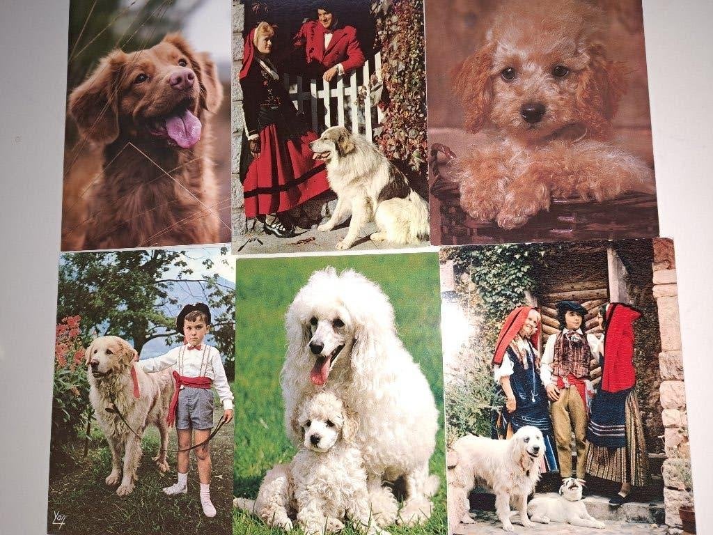 19 oude vintage postkaarten met honden, Verzamelen, Ophalen of Verzenden, 1960 tot 1980, Ongelopen