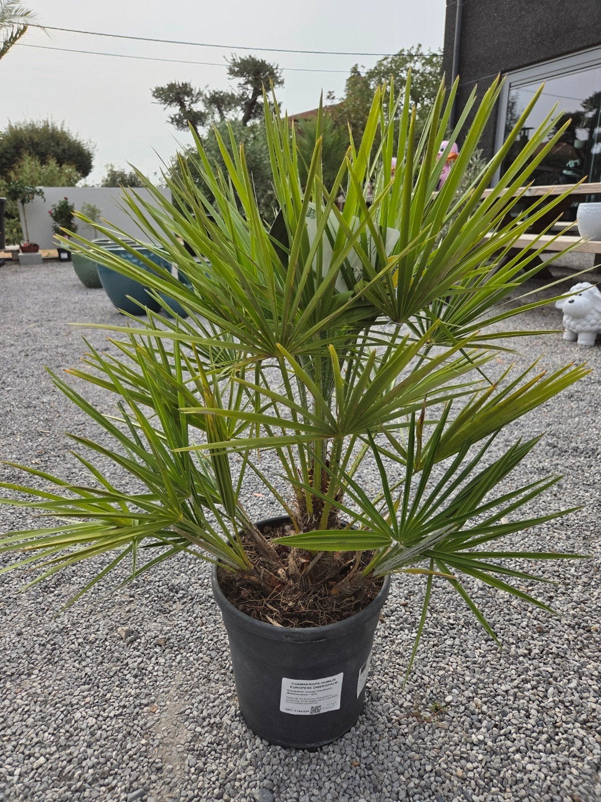 Europese dwergpalm - Chamaerops Humilis, Tuin en Terras, Planten | Tuinplanten, Ophalen