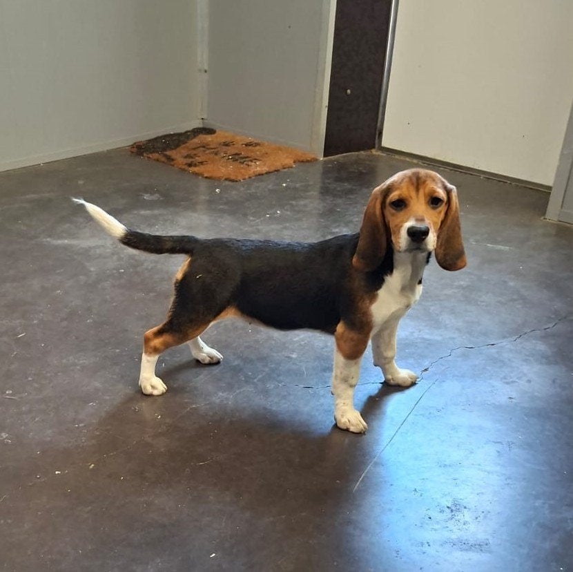 beagle pups, België, Beagle, 15 weken tot 1 jaar, Teef