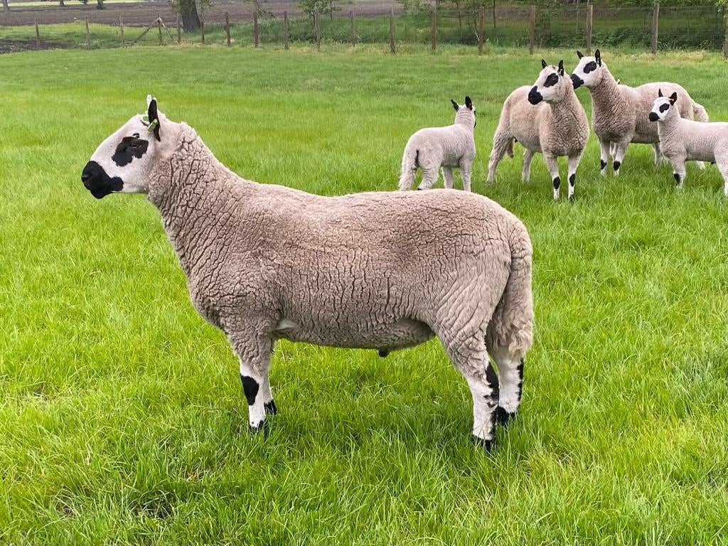 Kerry Hill dekram met KHV stamboek, Mâle, Mouton