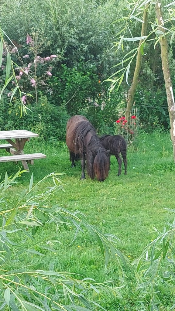 Shetland veulentje, Animaux & Accessoires, Poneys, Étalon, Non dressé, Poney A (jusqu'à 1.17 m), Poney de récréation, 0 à 2 ans