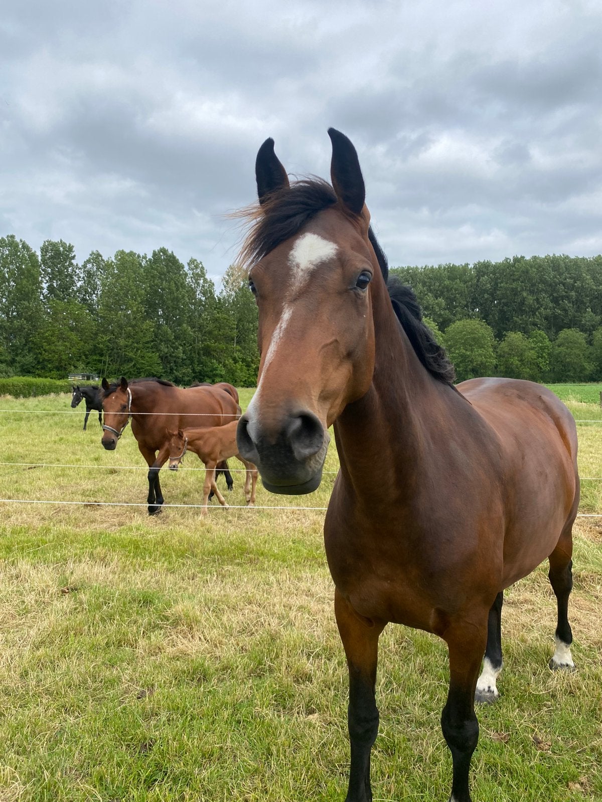 5-jarige merrie, 165 à 170 cm, Avec pedigree, Non dressé, Cheval de saut
