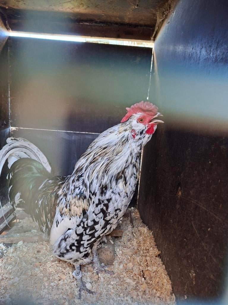 Te koop zing haan, Dieren en Toebehoren