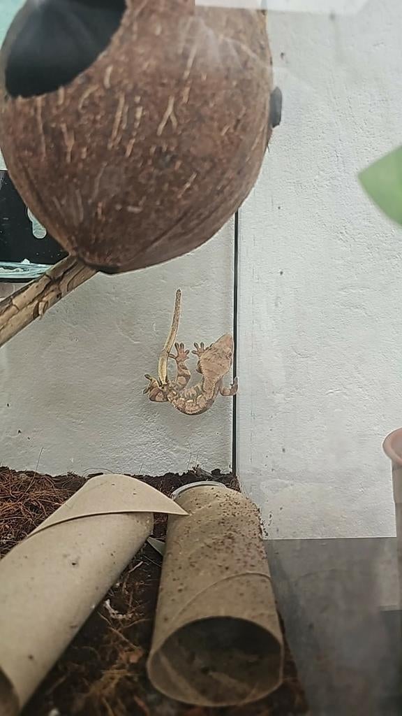 2 Gecko a crete a vendre avec terra 100€, Dieren en Toebehoren, Ophalen