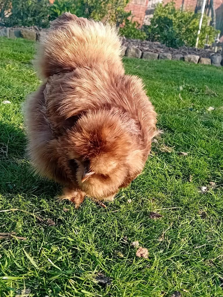 Broedeieren zijdehoen, Sexe inconnu, Poule ou poulet