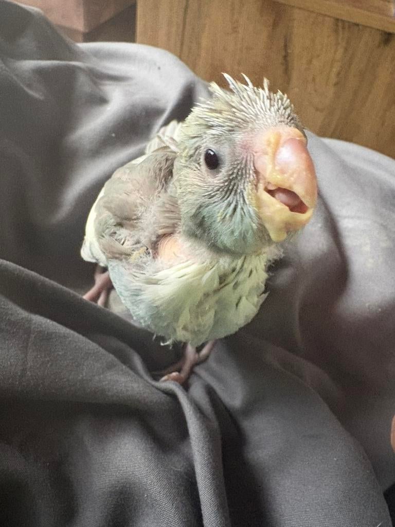 Kakarikki ‘s super tam kunnen gereserveerd worden, Dieren en Toebehoren, April, Tam