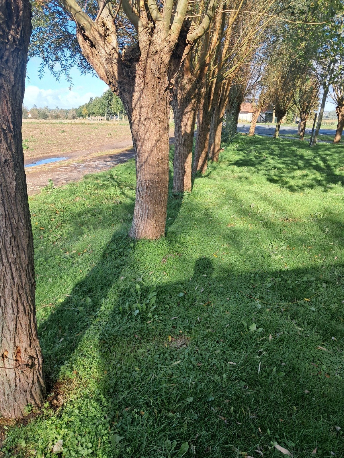 gratis bomen wel zelf vellen en opkuisen., Tuin en Terras, Ophalen of Verzenden