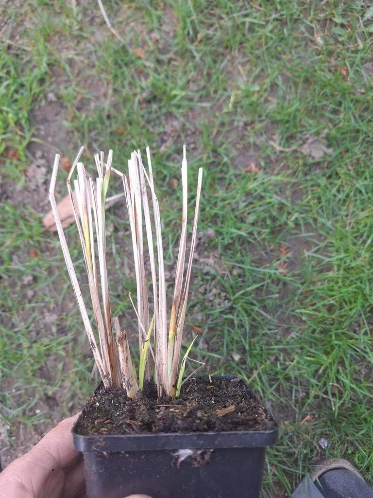 Pennesethum - graminées ornementales, Jardin & Terrasse, Plantes | Jardin, Enlèvement, Graminées ornementales