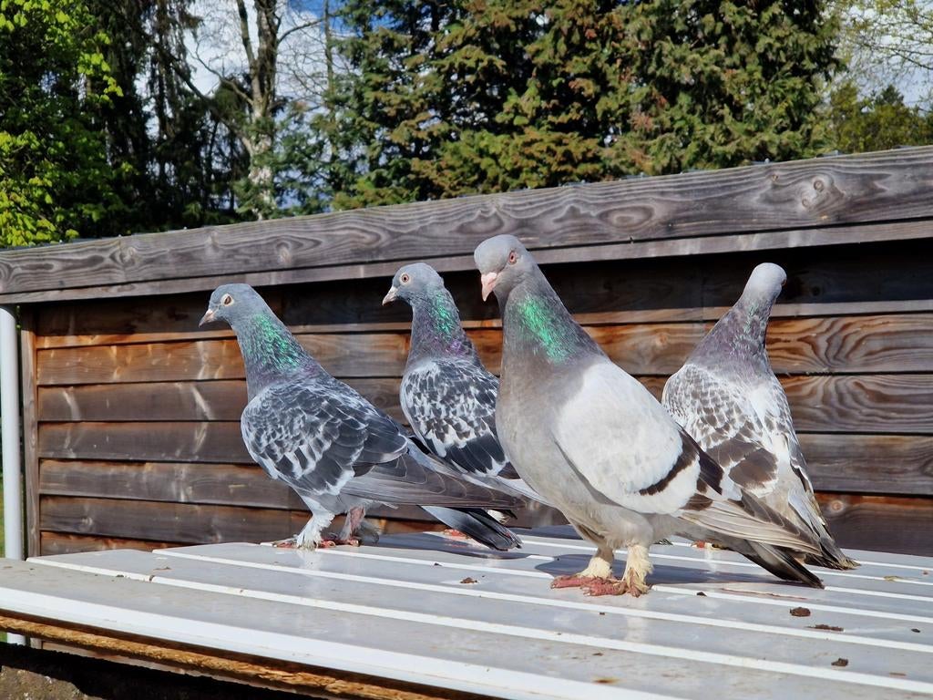 Takla duiven te koop, Dieren en Toebehoren