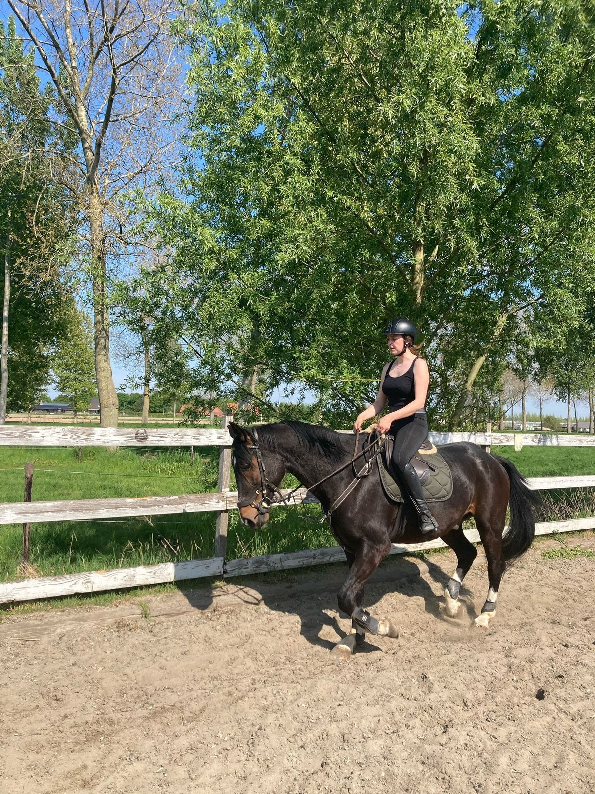 Bijrijder gezocht, B, Ruin, 7 tot 10 jaar, Recreatiepaard
