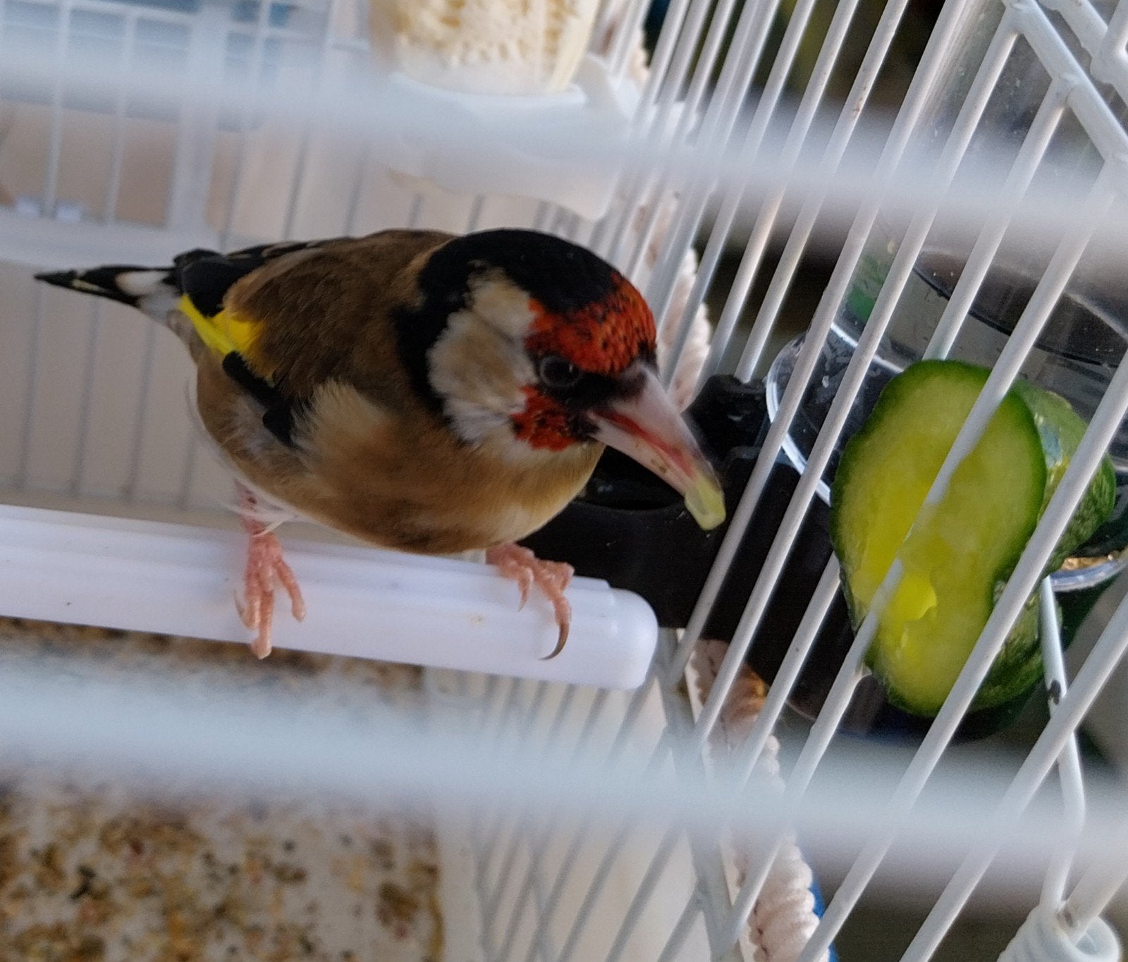 Chardonneret parva femelle prêt pour l'accouplement, Femelle