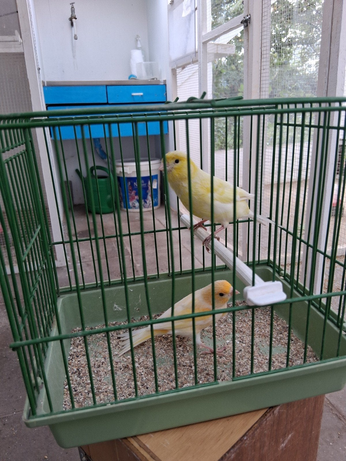 koppel kanaries, Dieren en Toebehoren