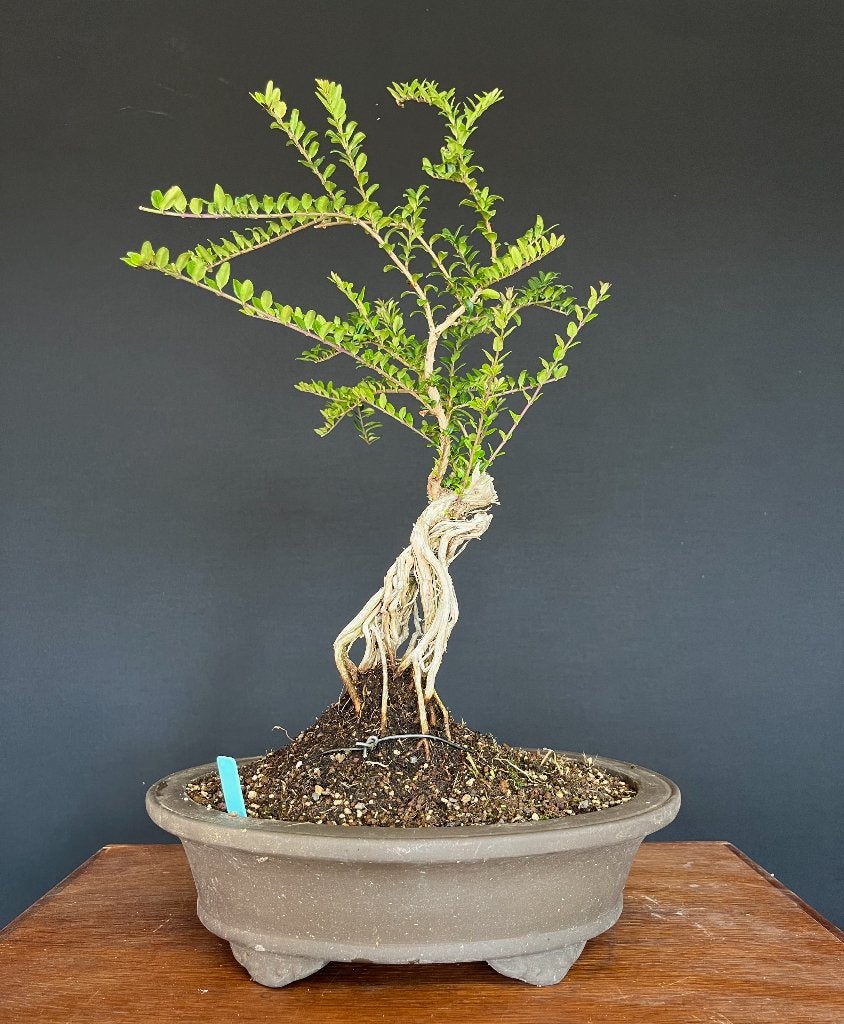 Chinese Privet bonsai starter, Enlèvement