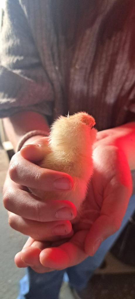 Kuikentjes van duitse faverolles en orpington krielen