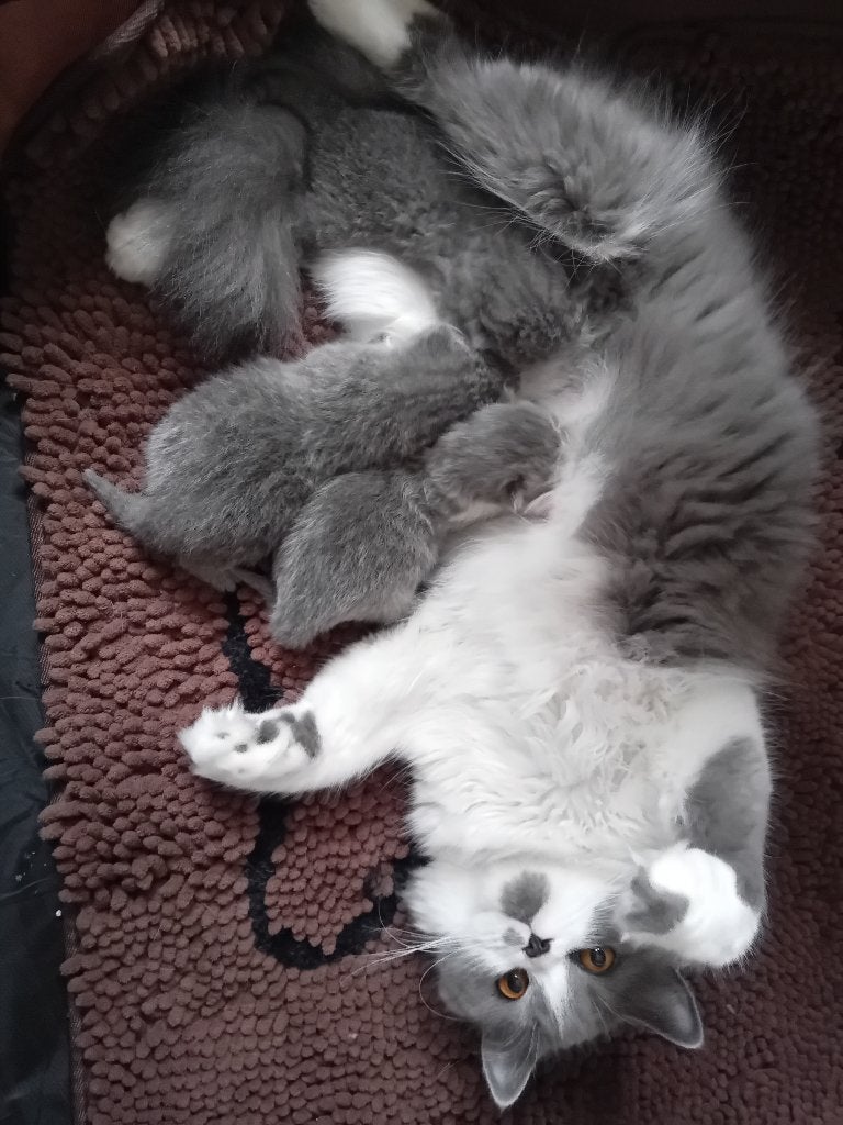 Brits Korthaar kittentjes, Plusieurs animaux, Avec puce électronique, 0 à 2 ans