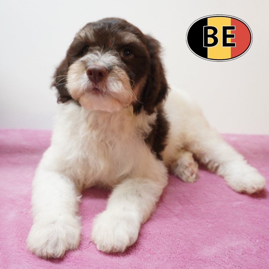 Lagotto Romagnolo pups te koop, België, CDV (hondenziekte), 8 tot 15 weken, Meerdere
