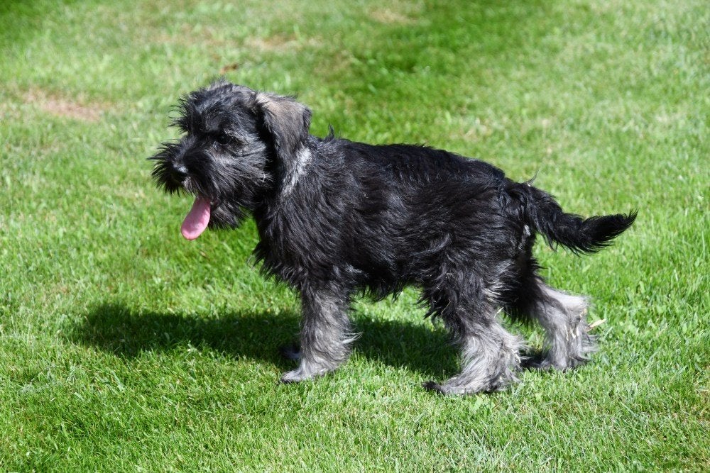 Chiots Schnauzer miniatures à vendre, Animaux & Accessoires, Chiens | Bouledogues, Pinschers & Molossoïdes, 15 semaines à 1 an