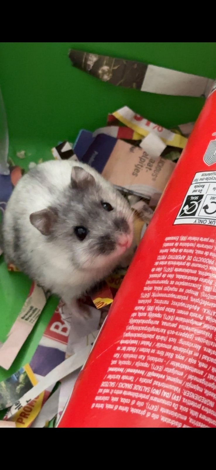 Lieve Russische dwerghamster zoekt een nieuw huisje, Ophalen, Kooi