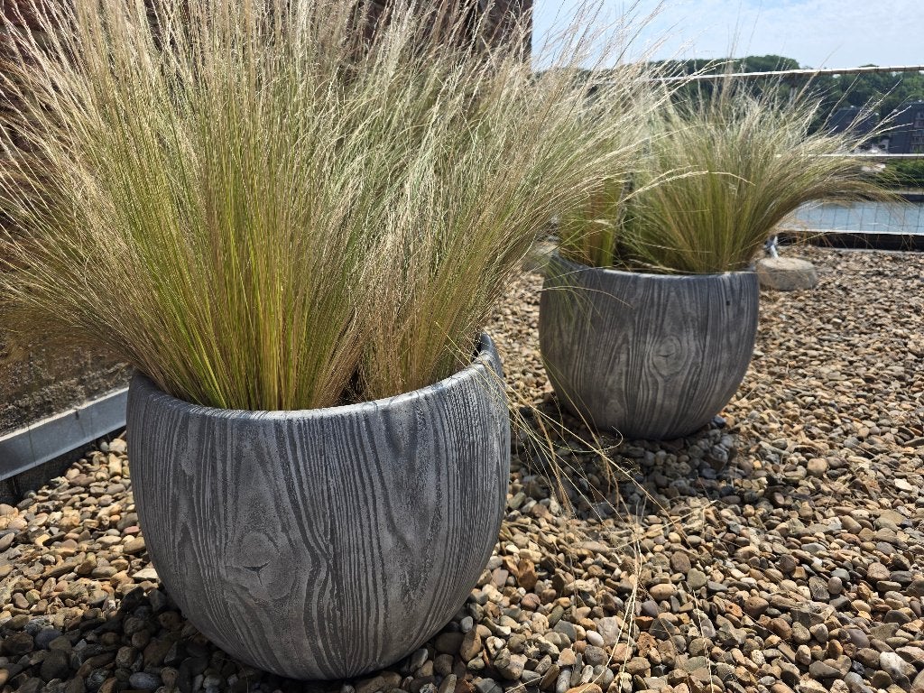 ENSEMBLE COMPLET STIPA TENUISSIMA, Ne fleurit pas, Enlèvement, Plante fixe, Herbes
