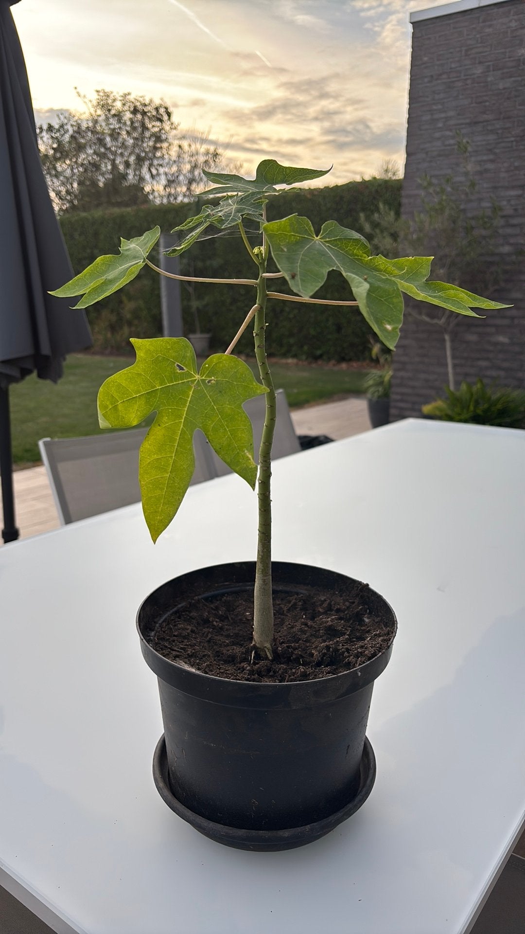 Papaya boom, Jardin & Terrasse, En pot, Moins de 100 cm, Plein soleil, Autres espèces
