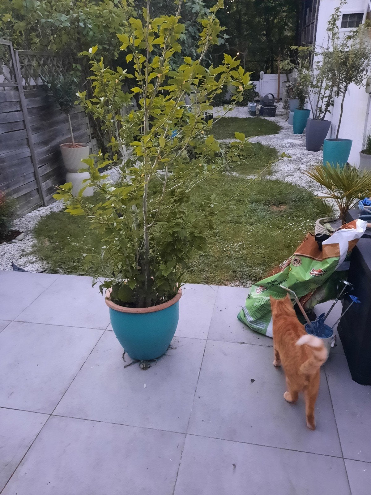Plante, Tuin en Terras, Planten | Tuinplanten