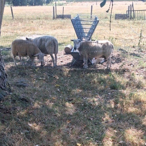oudere ooien, Dieren en Toebehoren, Schapen, Geiten en Varkens, Vrouwelijk, Schaap, 3 tot 5 jaar