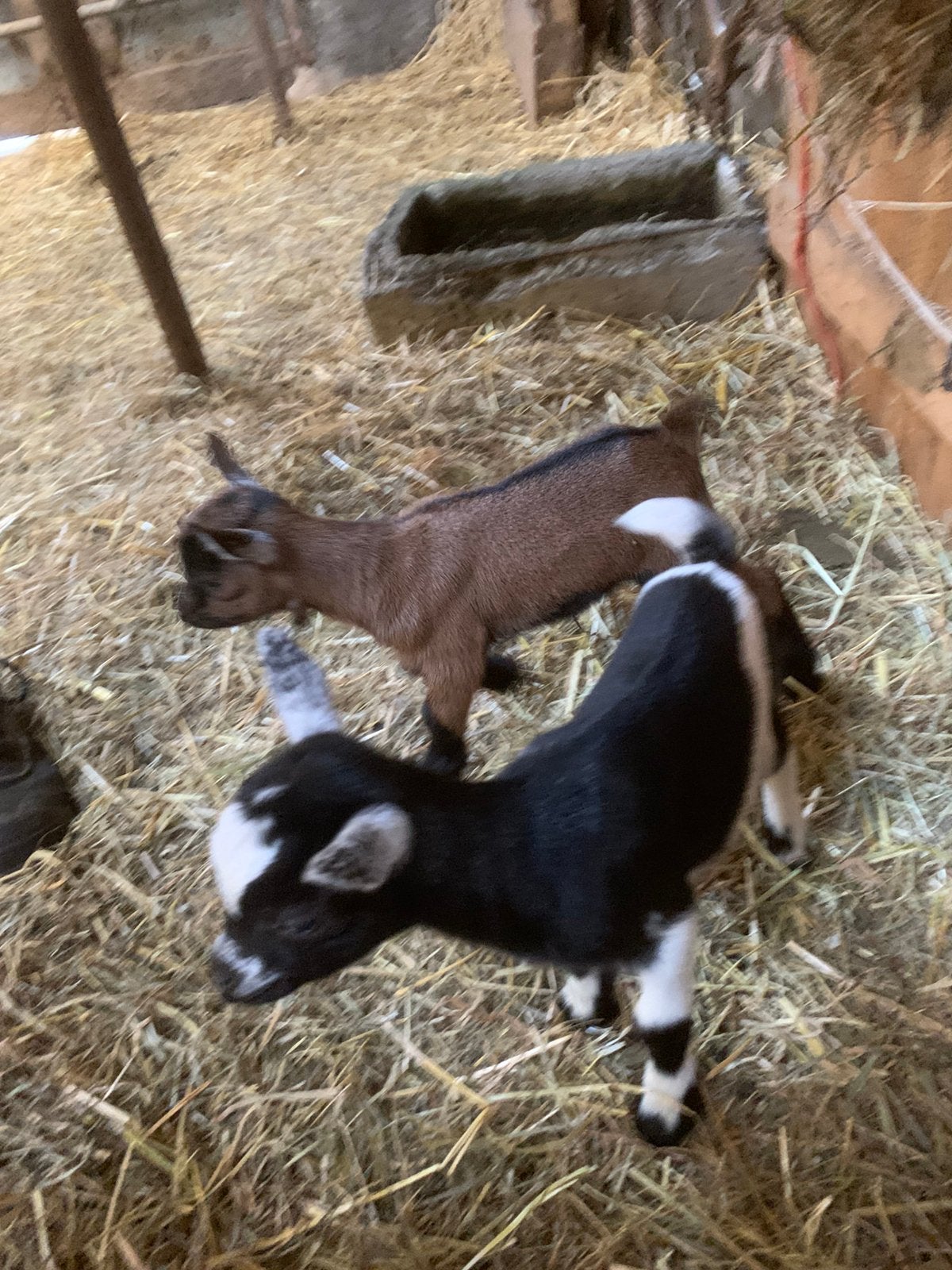 Dwerggeitje, Femelle, Chèvre, 0 à 2 ans
