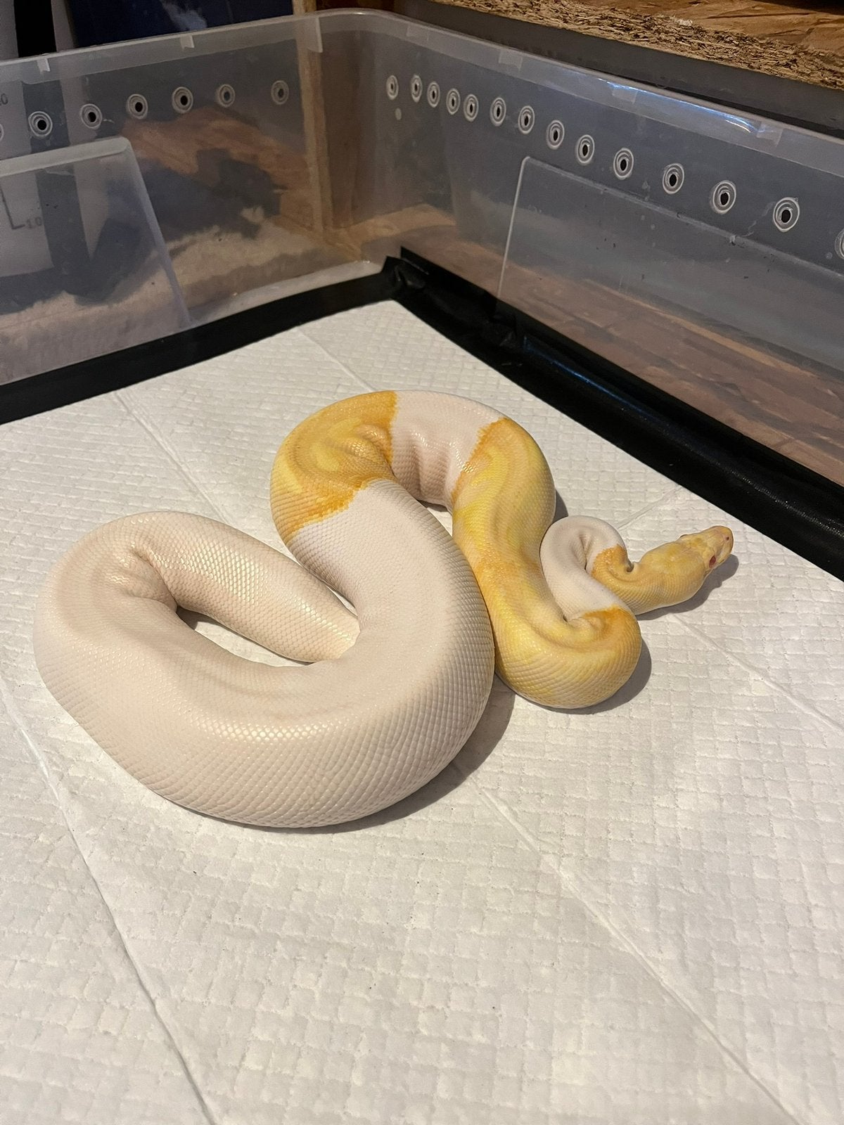 0.1 Albino . Piebald, Animaux & Accessoires, Serpent, Domestique, 3 à 6 ans