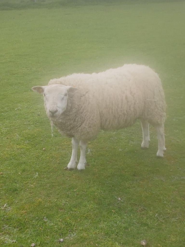 Mouton, Mouton
