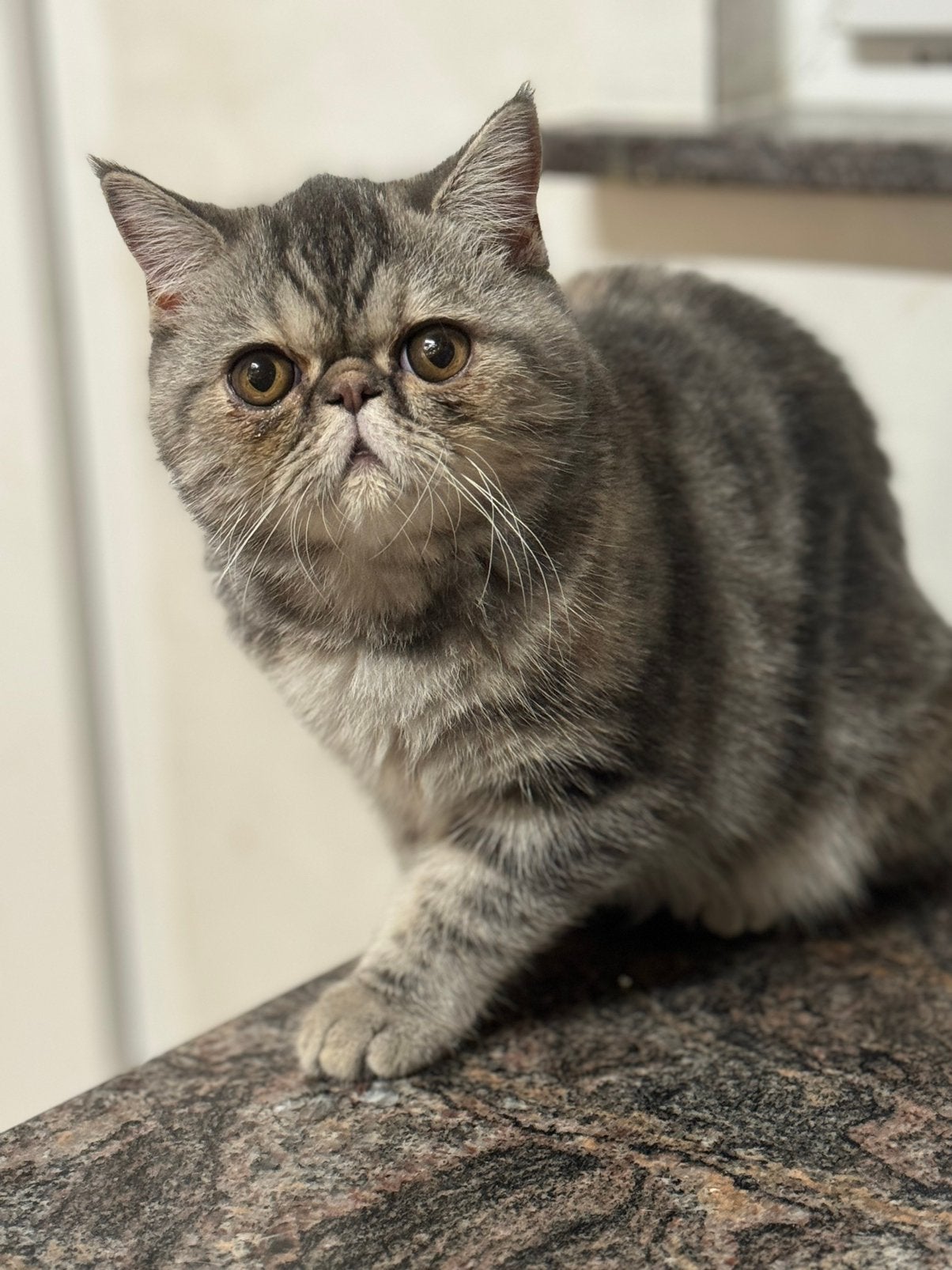 Exotic korthaar kitten, Poes, Met stamboom, 0 tot 2 jaar