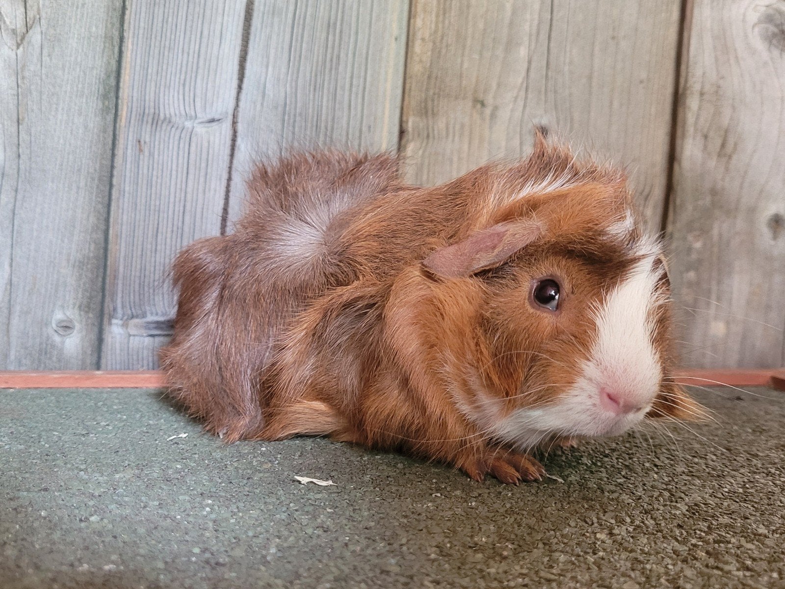 Cavia beertjes, Dieren en Toebehoren, Knaagdieren, April, Mannelijk, Cavia