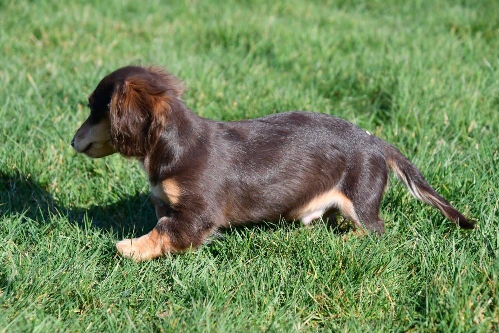 Langharige Teckel pups te koop, Dieren en Toebehoren, 15 weken tot 1 jaar, Buitenland, Dwerg, Langhaar