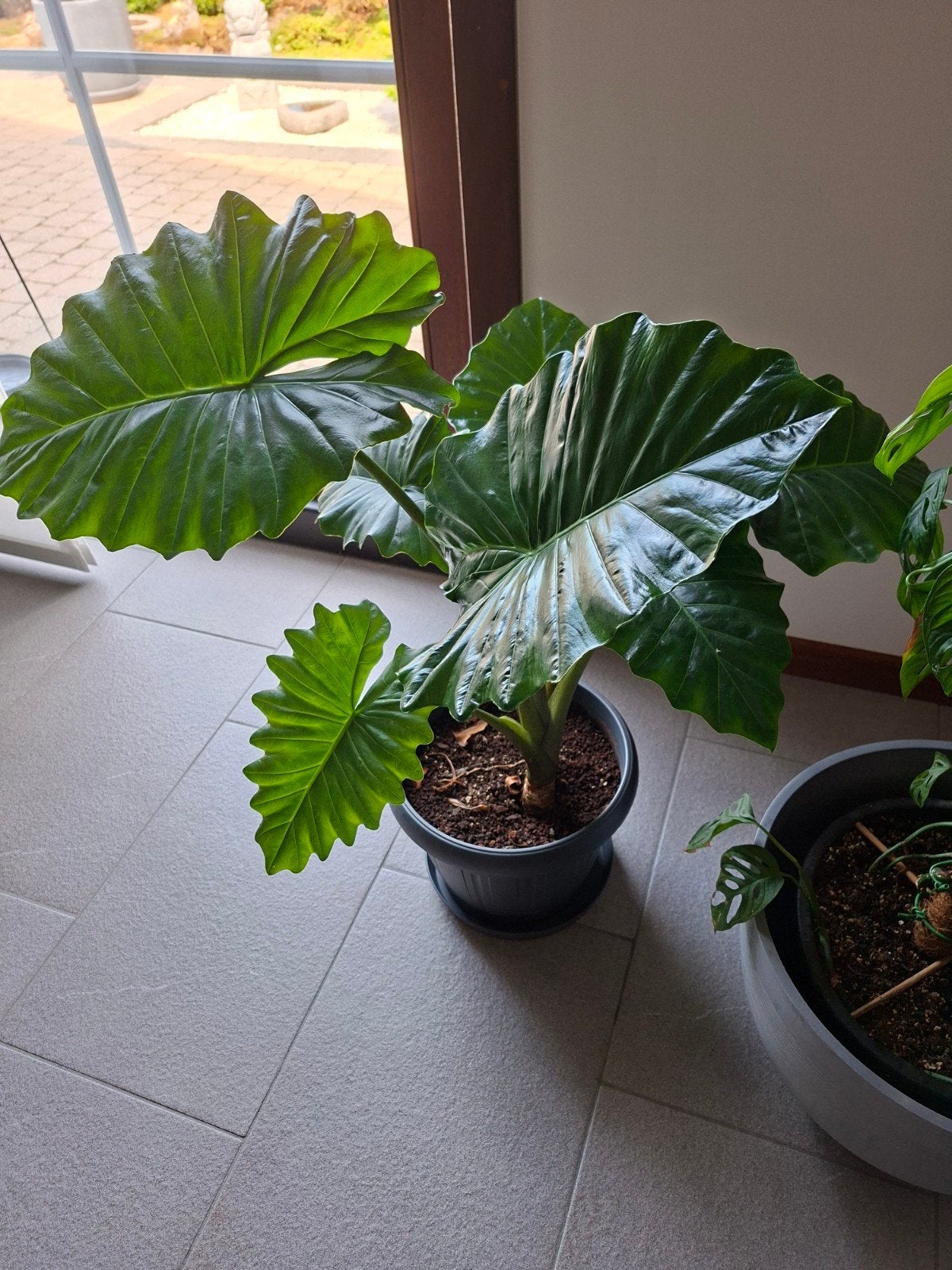 Alocasia, Tuin en Terras, Planten | Tuinplanten, Ophalen