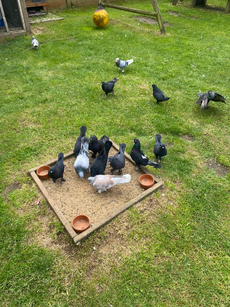 Super takla arap cift tepe , onden gullu, arka tekkeli musul, Dieren en Toebehoren, Vogels | Duiven