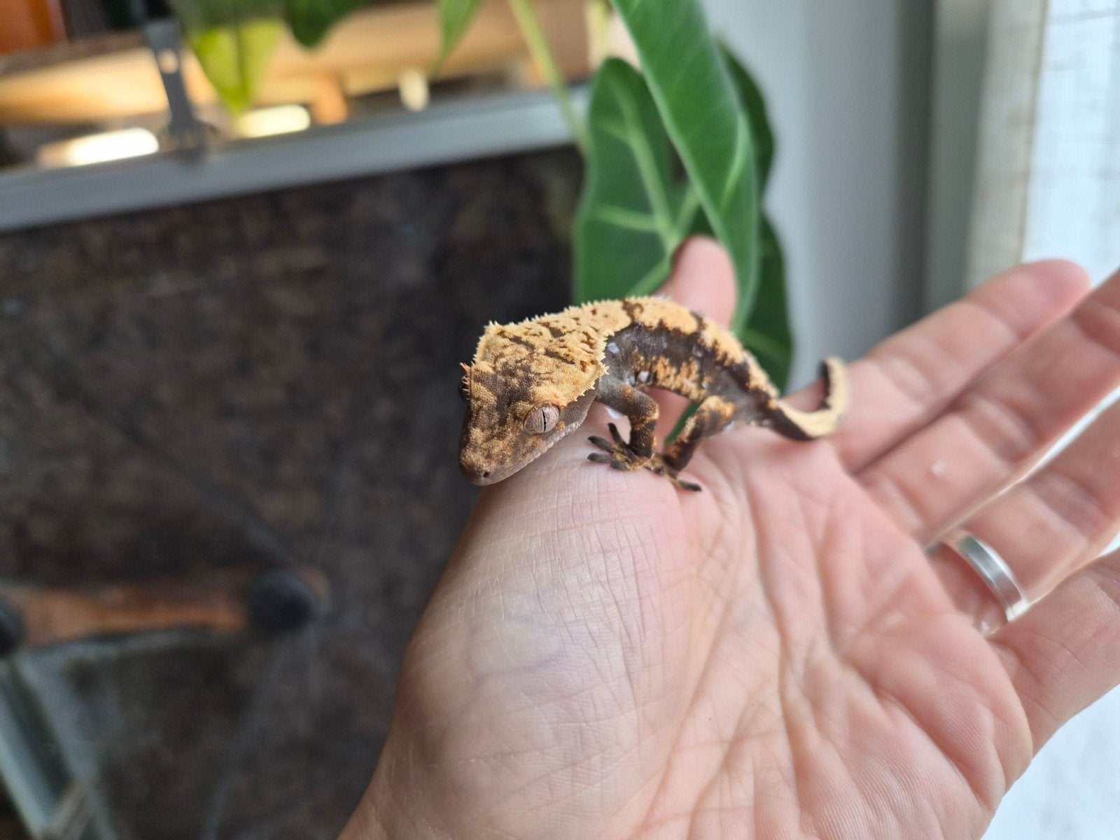 Correlophus ciliatus / Gecko à crête