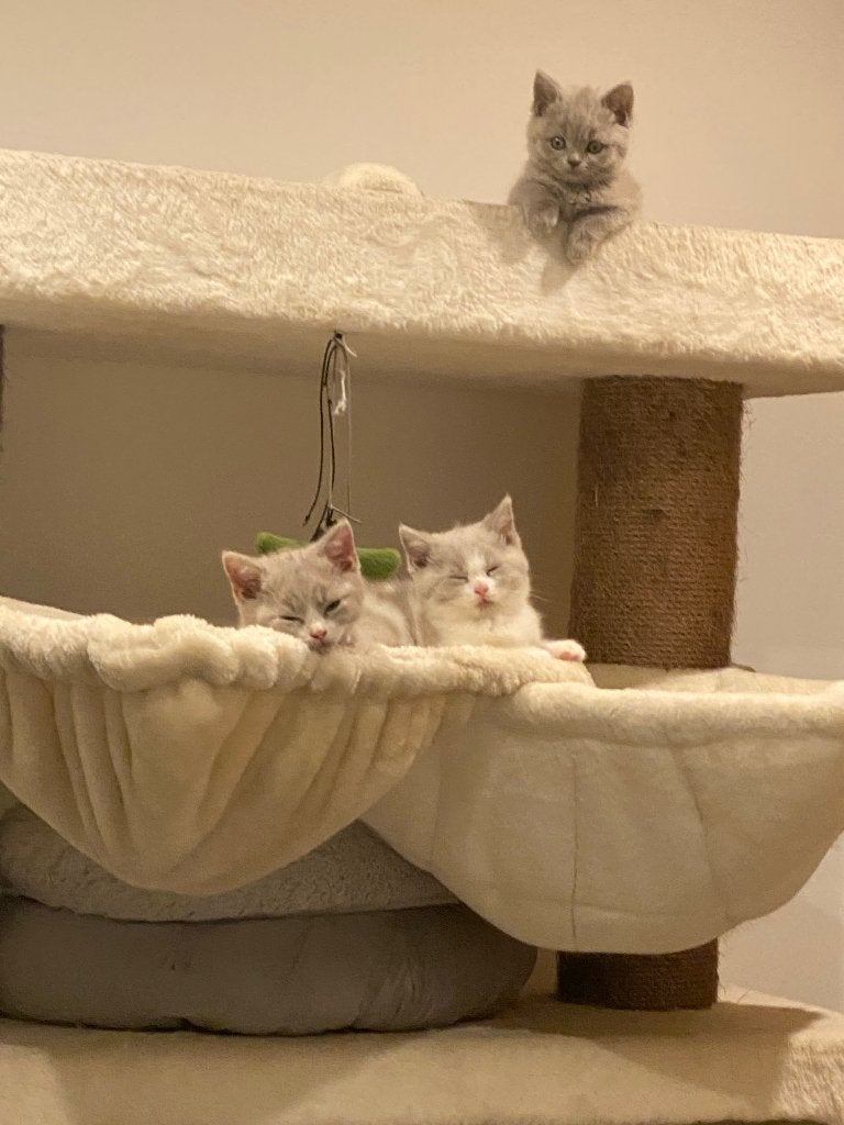 Britse korthaar, Kater, Met stamboom, 0 tot 2 jaar