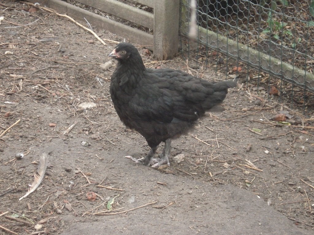 zwarte marans hen, Vrouwelijk, Kip
