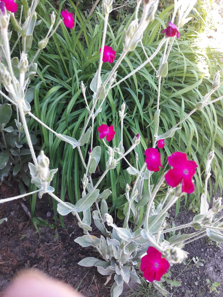 prikneus vaste plant, Tuin en Terras, Planten | Tuinplanten, Ophalen, Vaste plant
