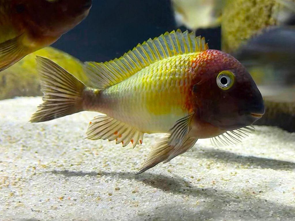 Tropheus moori N konde yellow kweek groep, Dieren en Toebehoren, Vissen | Aquariumvissen, Zoetwatervis, Vis, Schoolvis