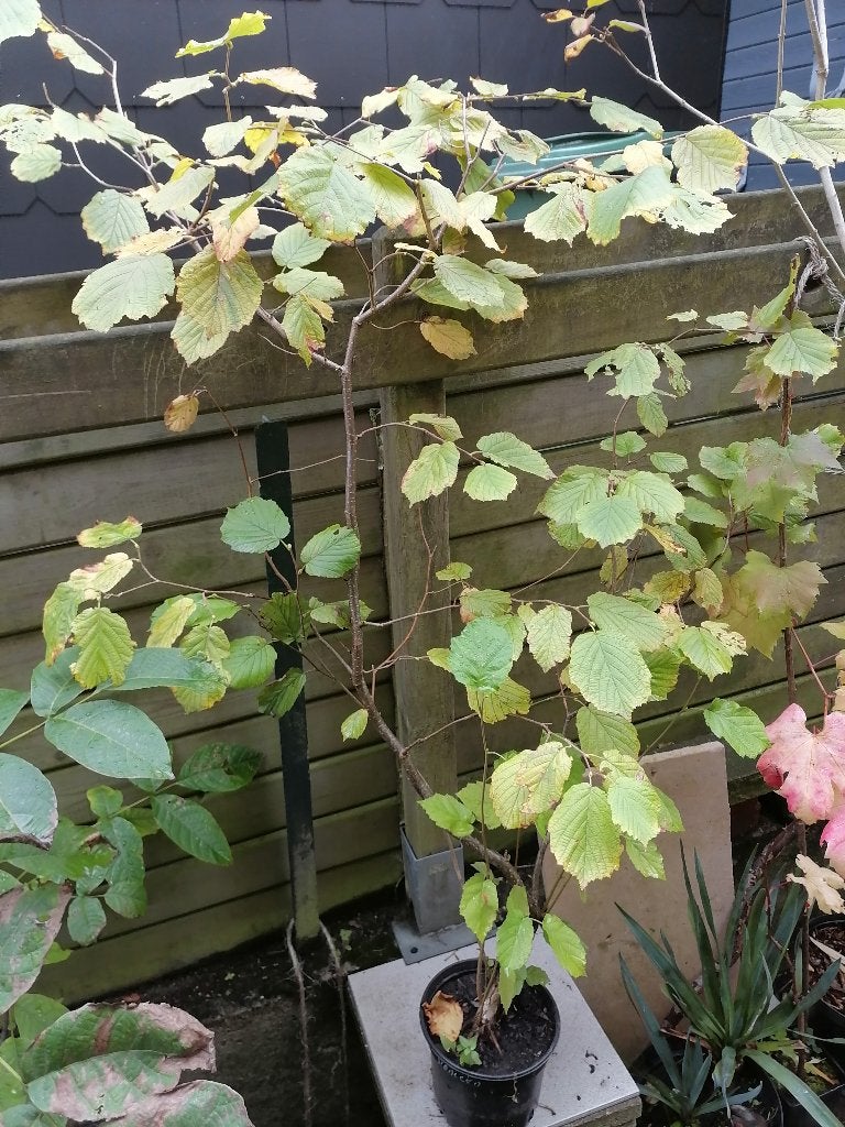 Beau plant de noisetier, Ophalen, Overige soorten, Struik, 250 cm of meer