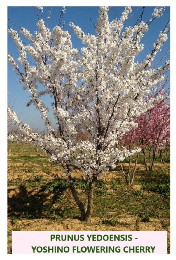 MEERSTAMMIGE SIERKERSEN IN POT PRUNUS YED. "YOSHINO": 22€/ST, Ophalen, Vaste plant, Halfschaduw, Fruitplanten