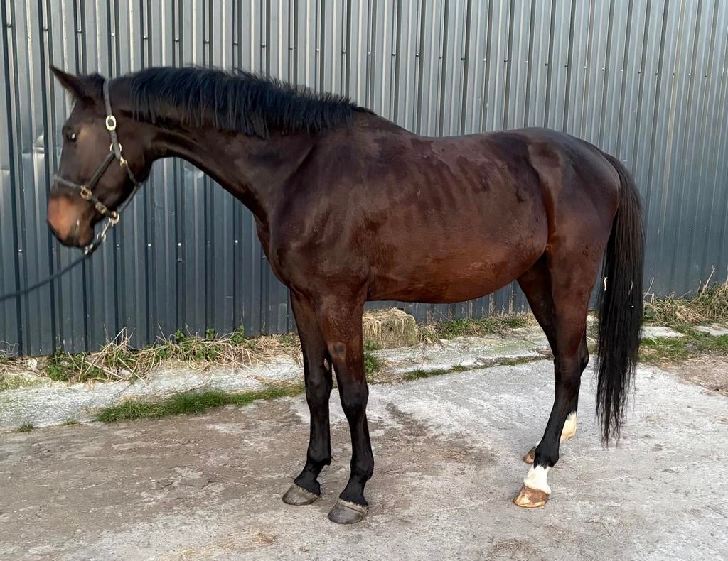 Stallion by Dominator 2000 Z, Dieren en Toebehoren, Springpaard, Zadelmak, Hengst, 170 tot 175 cm